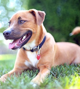 Fluffy